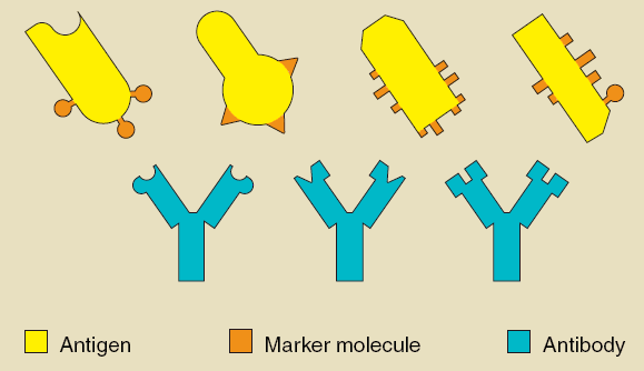 Antigen - definition, what are, cancer and antibody