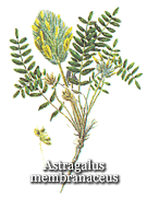 Astragalus Membranaceus (milkvetch)