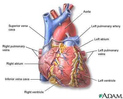 heart diagram for kids. girlfriend heart diagram for