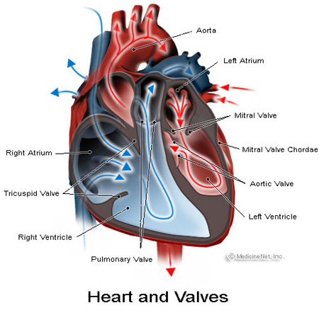 Heart Murmur - symptoms, causes and treatment