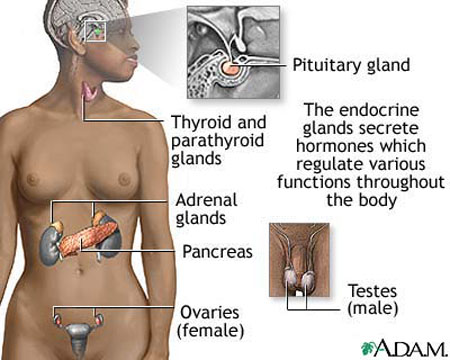 Hypogonadism - Dysfunction of the gonads