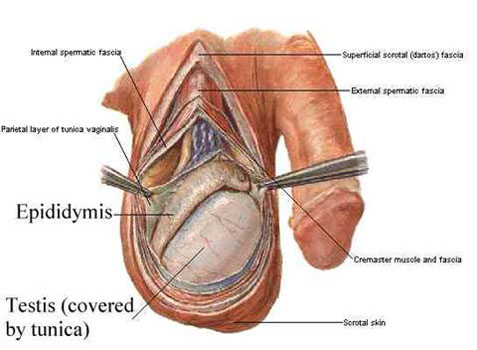 Orchitis - infection - definition, symptoms and treatment