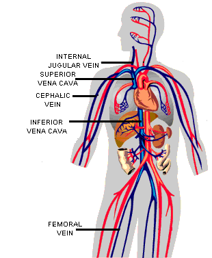 Vein - what is and definition