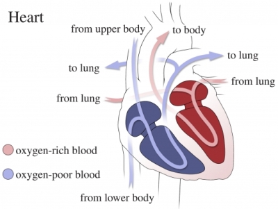 Ventricular fibrillation - treatment