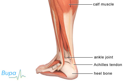 Achilles Tendon - What is and Definition