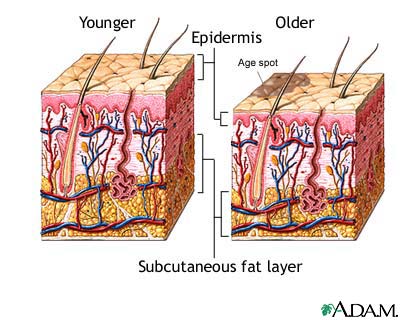 Aging, integumentary changes that occur with
