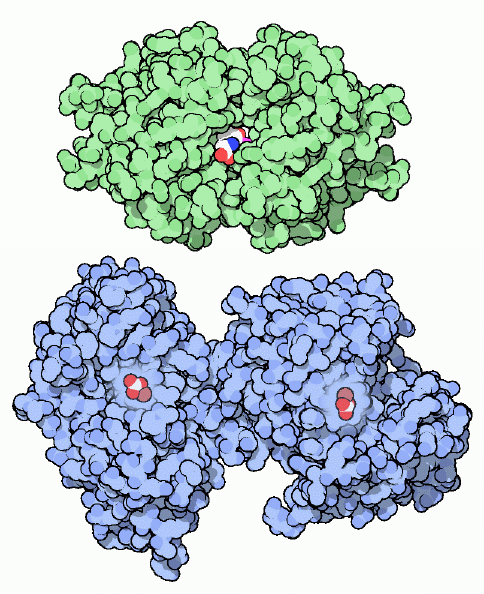 Albumin - what is, definition and levels - normal, low, high