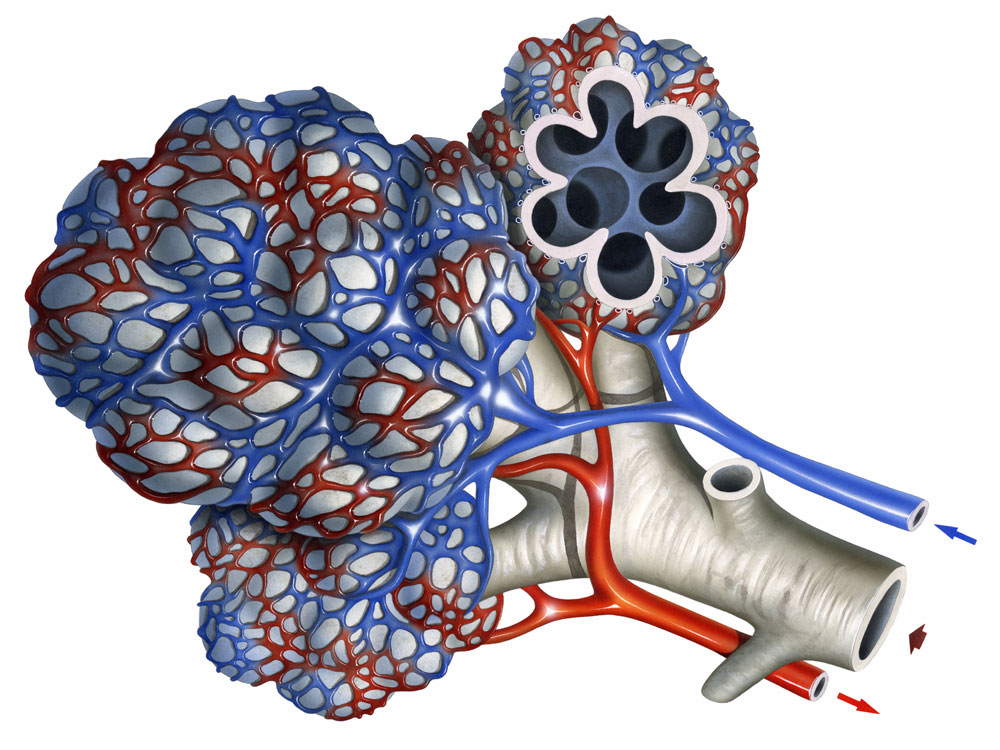 Alveolus - definition, function and bronchioles