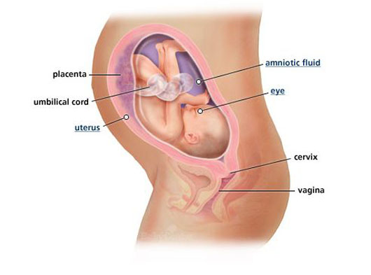 Amniotic Fluid - what is and levels