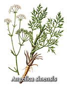 Angelica sinensis benefits and side effects