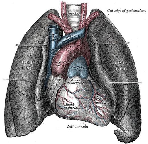Anthracosis (disease) - definition and Black Lung