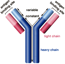 Antibody definition and immune system