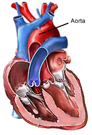 Aorta artery - definition and function