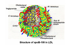 Apolipoprotein B100 (apoB100)