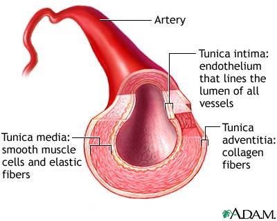 Artery - definition and function