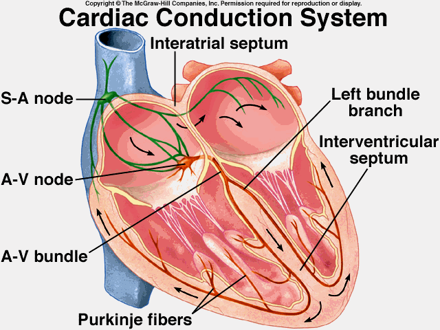 Atrioventricular (AV) node