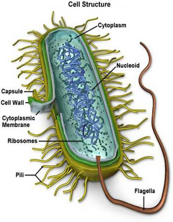 Bacteria - definition, what is, types and list of bacteria