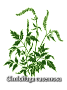Black cohosh (cimicifuga racemosa)  benefits and side effects
