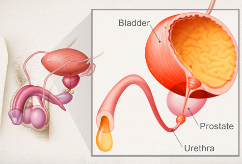 Bladder - what is, definition, function, diseases and urination