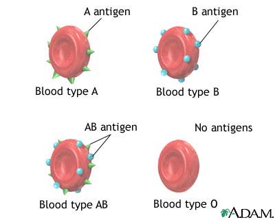 Blood type - A, B, 0, AB, ABO