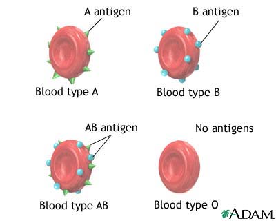 Blood type - A, B, 0, AB, ABO