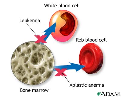 Bone marrow - red bone marrow and function