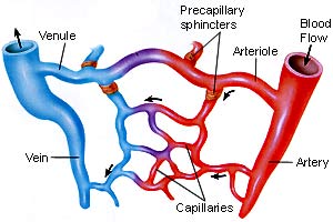 Capillary Beds - definition and function