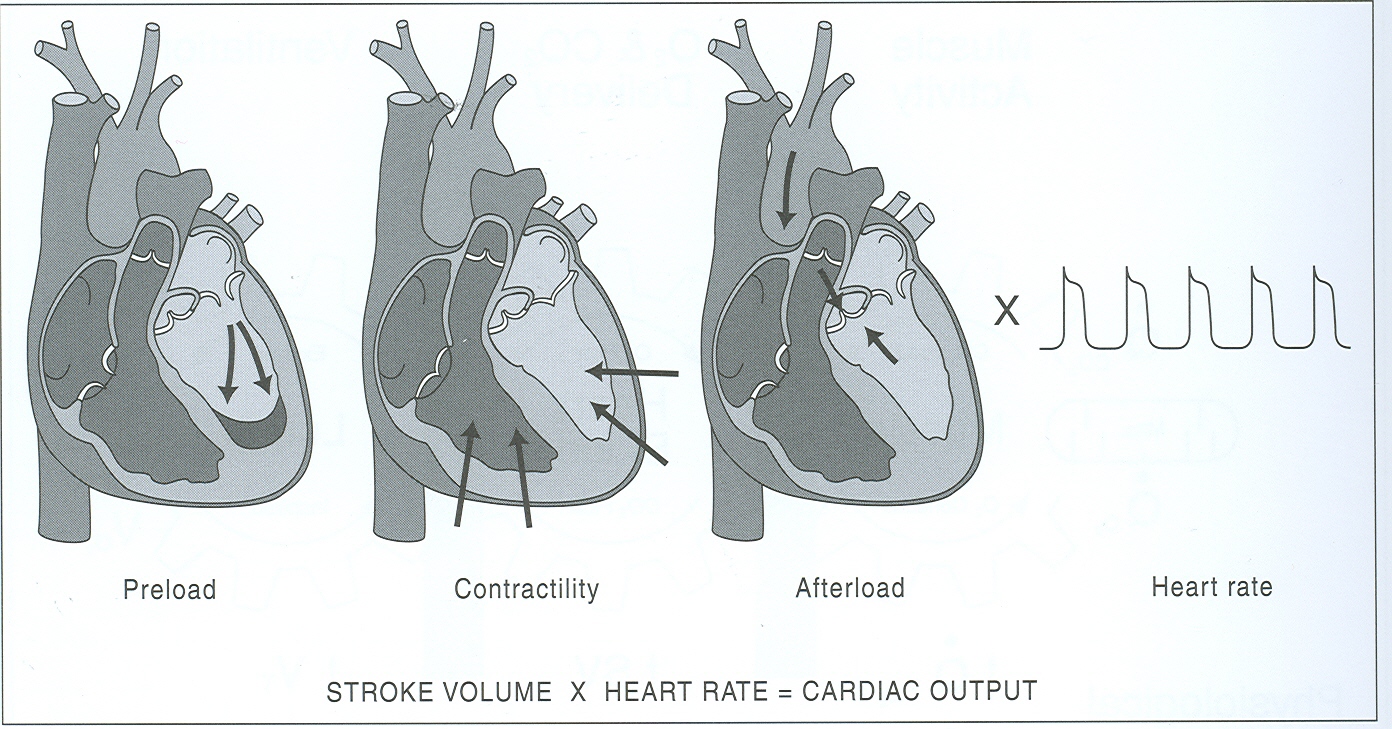 Cardiac Output - definition, normal / decreased