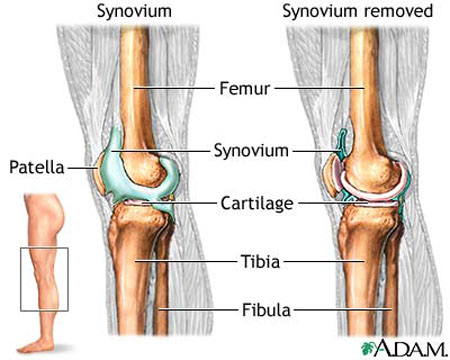 Cartilage - what is, definition and function