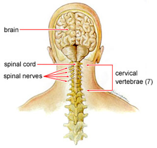 Cervical Spondylosis - treatment and symptoms
