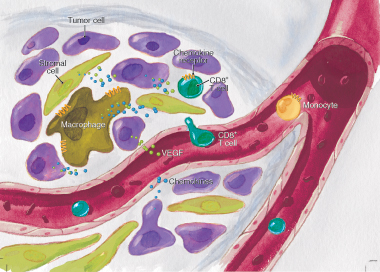 Chemokines - definition and cytokines