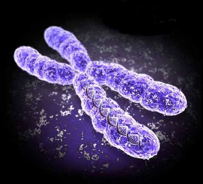 Chromosome - what is, definition and function