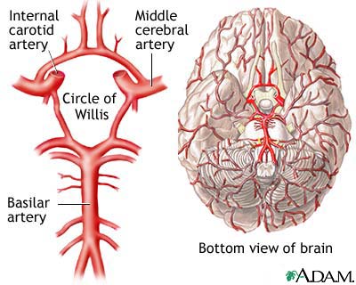 Circle of Willis - what is and function