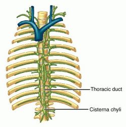 Cisterna chyli - function and definition