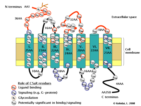 Clusters of differentiation