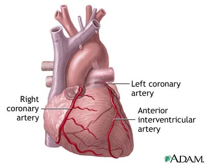 Coronary Arteries - definition and function