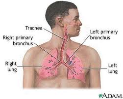 Cystic fibrosis and the lungs - symptoms and treatment