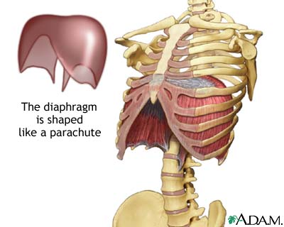 Diaphragm - what is, function and definition