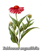 Echinacea (Coneflower)