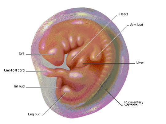Embryo - what is, definition, development and stages