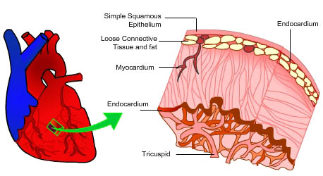 Endocardium - definition and function