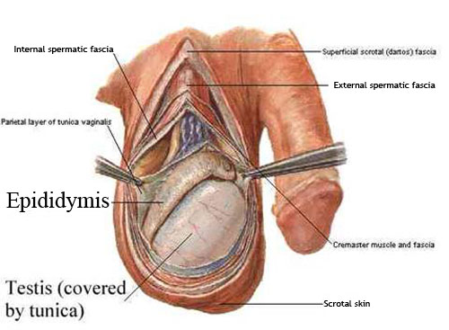 Epididymitis - what is, causes, symptoms and treatment