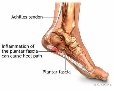 Fascia - what is, definition and function
