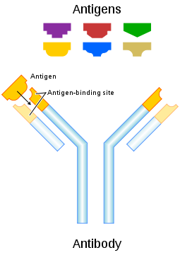 Gammaglobulin - definition