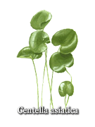 Gotu Kola (centella-asiatica) benefits and side effects