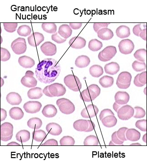 Granulocyte - basophils, eosinophils, neutrophils
