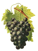 Grape seed extract