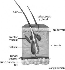 Hair - definition and function