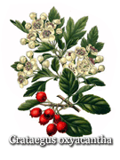 Hawthorn (herb-berry) benefits and heart