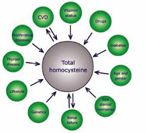 Homocysteine definition and heart diesease